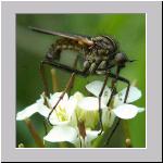 Empis tesseleta - Tanzfliege m02.jpg